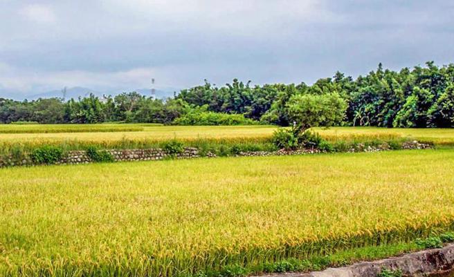 國土計劃法將於2025年上路，但近日傳出各縣市國土功能分區劃設成果與通案劃設條件有落差，導致優良農地消失。（報系資料照）