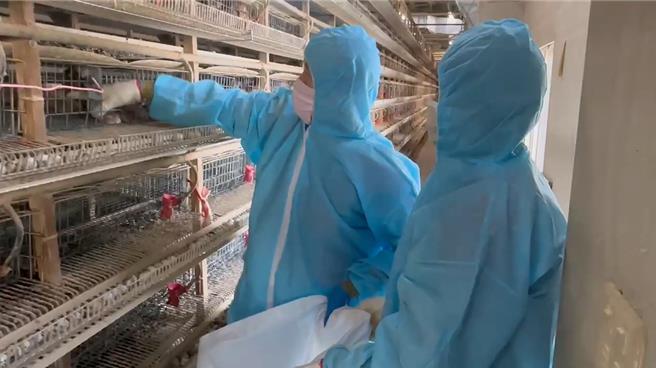 彰化县1场鹌鹑场传出禽流感疫情，彰化县动物防疫所已派员完成扑杀及清场消毒工作。（彰化县政府提供／孙英哲彰化传真）