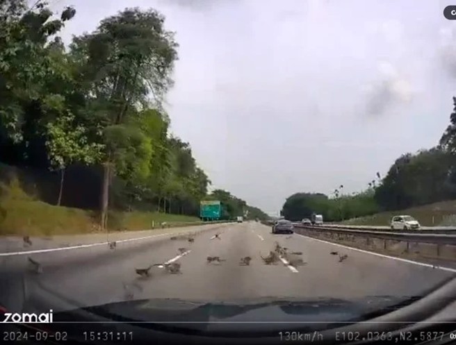 馬國野生猴群衝入國道，讓駕駛反應不及只能狠心輾過。（圖／翻攝X）