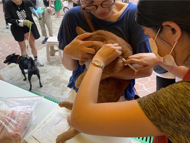 新北市动保处即日起至年底将办理百场免费施打晶片、宠物登记、狂犬病疫苗活动。（新北市动保处提供）