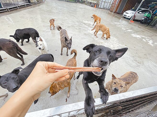 新北市動保處運用多元管道宣傳認養資訊，希望動物之家收容的每隻收容毛寶貝，都能找到溫暖的家。（新北市動保處提供／王揚傑新北傳真）