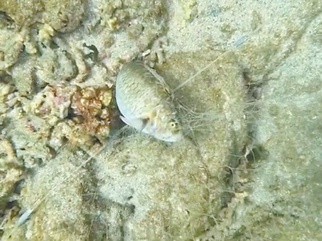復育海底花园8年的澎湖马公杭湾浮潜胜地，2日下午遭不肖渔民入侵放玻璃丝网，还有鱼类缠网死亡。（业者提供／许逸民澎湖传真）