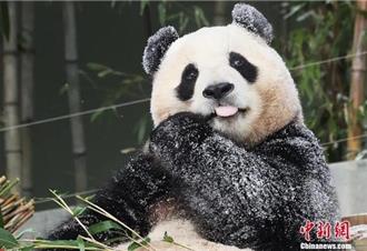 熊貓「福寶」《再見，爺爺》紀錄片 登頂韓國票房冠軍