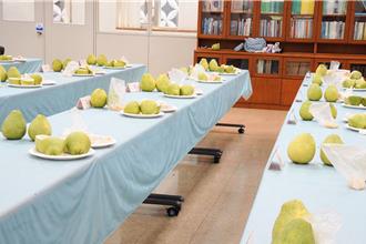 新北文旦柚果品评鑑竞赛 柚王出炉甜度爆表好香浓