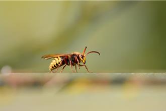 北市虎头蜂通报热点曝光 4所院校名列前3名