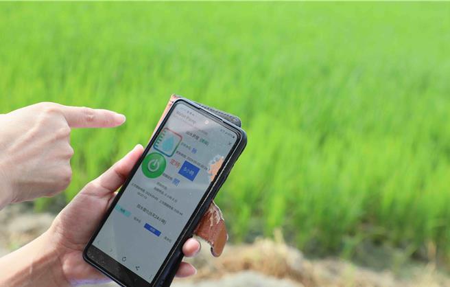 嘉义县推动智能水稻管理系统，透过镜头和远端控制，农民不用出门，在家就可以巡田、操作田间灌溉。（吕妍庭摄）