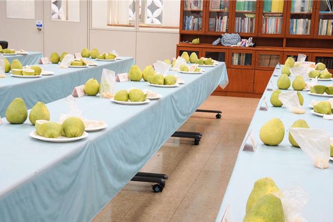 今年氣候平穩、農友栽培技術提升，新北市文旦柚生長狀況良好，果肉富彈性，柚香濃郁。（高鈞麟攝）