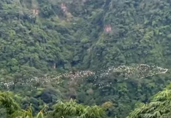 一群又一群黄头鹭经过樟湖村的清水溪河谷，壮观的队形像白色的龙。（民眾提供）