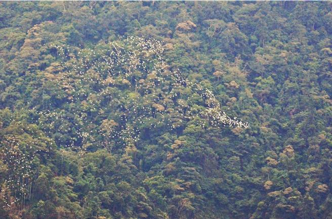 每年8月到10月会有一群又一群黄头鹭沿清水溪谷迁徙到东南亚等地过冬，白色身影在溪谷映衬下特别明显。（陈清圳提供）