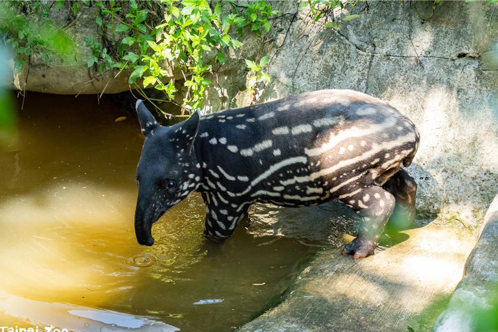 馬來貘寶寶「莉姆路」明亮相 現身北市動物園萌樣預警