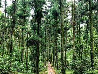 台北大纵走认证活动倒数！超过2万人参与、4000人完成