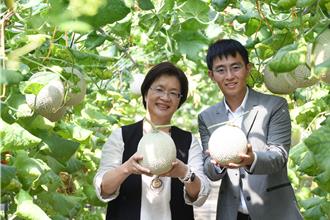 化學工程師返鄉當青農 「1株1果」呵護栽出頂級洋香瓜