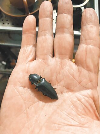 彰縣 叩頭蟲闖宅 咚咚聲吵整晚