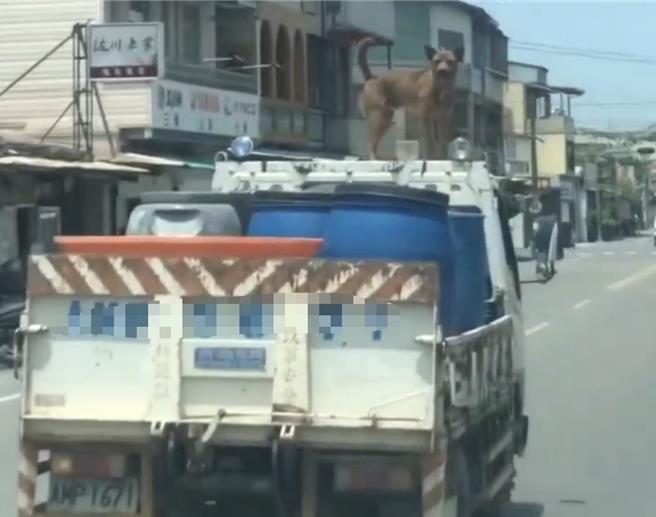 网传影片称屏东市大同北路有辆小货车把狗载在车顶上，笑称「狗狗车顶兜风，转弯超稳」。（翻摄社会事新闻影音／谢佳潾屏东传真）