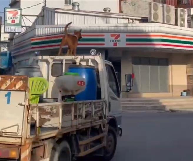 网传影片称屏东市大同北路有辆小货车把狗载在车顶上，笑称「狗狗车顶兜风，转弯超稳」。（翻摄社会事新闻影音／谢佳潾屏东传真）