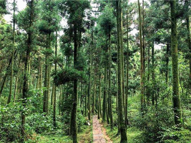 台北大縱走第3段的石梯嶺步道。（圖／台北市大地處）