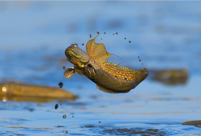 「奇兽踪迹组」金赏作品「可爱逗趣的跳跳鱼－弹涂鱼」。（南山人寿提供／洪凯音台北传真）