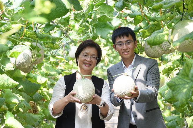彰化縣福興鄉青農陳照委（右）原是化學工程師，返鄉務農栽種洋香瓜，彰化縣長王惠美（左）6日參觀其農場。（彰化縣政府提供／孫英哲彰化傳真）