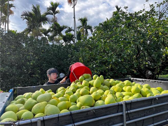 有绿营支持者称文旦是大陆用语，台湾人都说柚子，引发讨论。(资料照／罗亦晽摄)