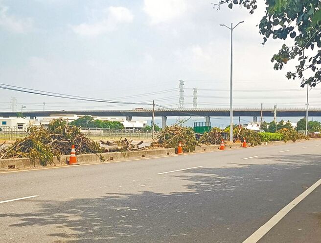 彰化縣和美鎮線東路6段中央分隔島上數十株苦楝樹，近來遭相關單位陸續砍除，引發地方疑慮。（彰化縣議員賴清美提供／孫英哲彰化傳真）