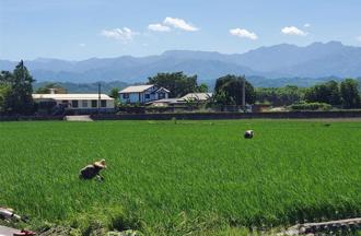 國土計劃限制使用？農部反駁：與現行規定一致