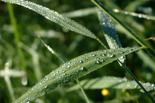 白露節氣報到，牛、龍、羊3生肖運勢欠佳，凡事宜謹慎警戒，避開不利方位。（示意圖：shutterstock／達志）