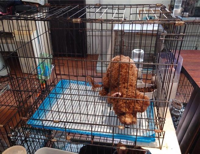 飼養空間不符合犬貓飼養基本照護規則。（圖／台北市動保處）