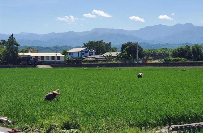 农业部7日反驳并表示，农业发展地区均可以从事农作、兴建农业产制储销设施相关使用，与现行规定一致，并无加严管制。（报系资料照）