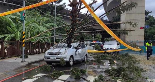 今（7）日上午氣象局發布北台灣大雷雨警示，土城區中央路四段就因強降雨發生1起路樹倒塌、整棵壓在自小客車上的意外。（土城警分局提供）