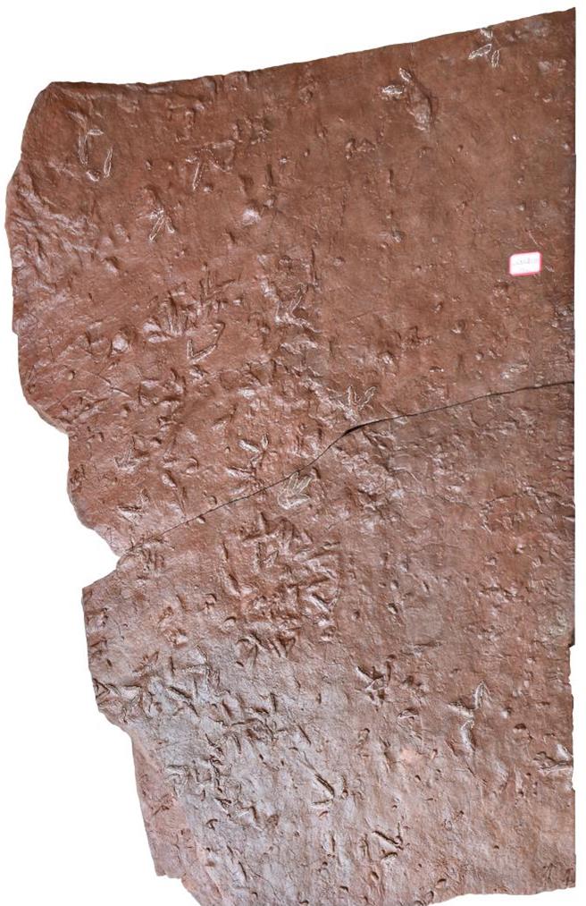 甘肅發現中國首道龜類行跡和首組龜鳥共生足跡組合。圖為鳥類與龜類足跡化石。（邢立達提供）