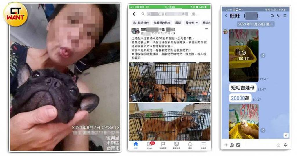 淘汰犬悲歌！繁殖場淪另類煉金術 假領養真販賣