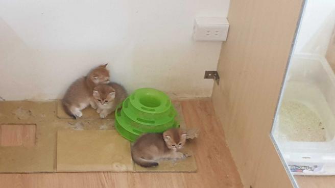 汐止有业者有价认养被查获，动保处稽查后发现现场环境脏乱，小猫更有生病状况。（图／新北市动保处提供）