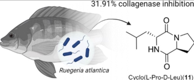 韓國成均館大學的研究人員在鯛魚腸道的細菌中，找到可以阻止造成皮膚老化酵素的化合物。(圖/pubs.acs.org)