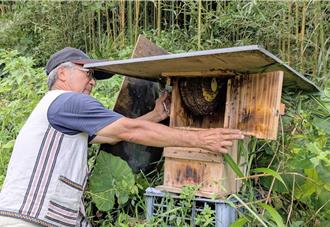 野蜂復育成功！雪霸国家公园携手白兰部落创佳绩