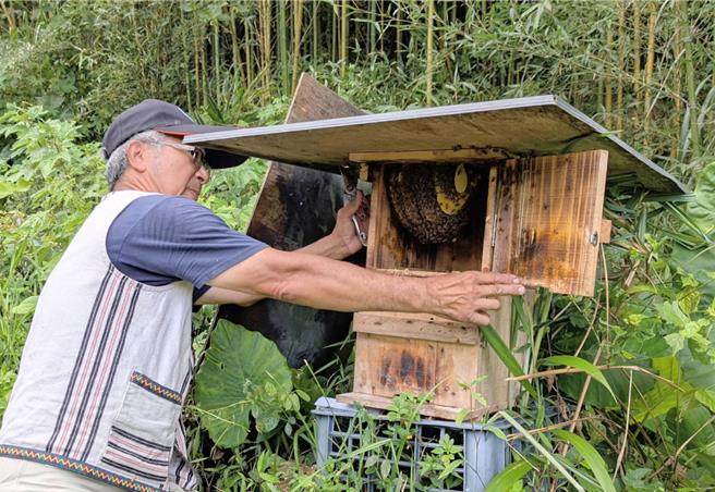 雪霸国家公园管理处积极推动生态旅游培力，自2020年起与白兰部落合作进行野蜂族群復育有成。（雪管处提供／谢明俊苗栗传真）