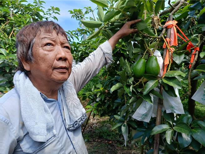 陳永棠在彰化縣二水鄉1甲多的園區中，種植了23個不同品種的酪梨，他推薦消費者多選購國產酪梨，才不會踩雷，買到不夠成熟、吃到會苦的酪梨。（葉靜美攝）