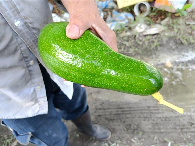 陳永棠種植了23個不同品種的酪梨，他表示，不轉色的酪梨可透過觀察其外皮星芒判斷成熟度，星芒越多，代表越成熟。（葉靜美攝）