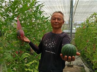 西瓜也可掛在藤上！彰化農友創意種植「巴掌大小」西瓜