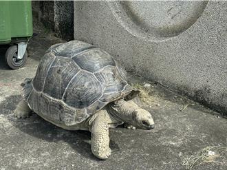 「重量級」生物台中校園趴趴走 光復國中小宛如動物園