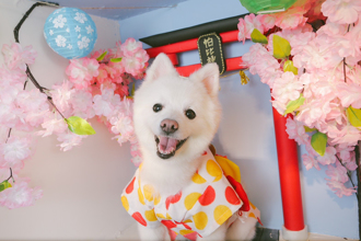 毛孩讀心術》離去是替家人擋災 白博美：想當媽媽的小孩