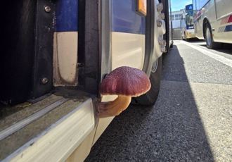 公車門邊長「大毒菇」 引千萬人點閱！日巴士認：是真的