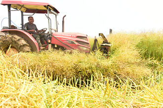 加拿大油菜籽 陸：存在傾銷