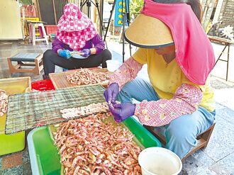 台南 東北季風到 青鯤鯓漁民忙曬蝦乾