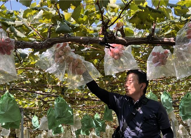 山梨县的麝香葡萄在全日本产量居冠，每年8月中开始採摘至10月底，因拥有富士山脚下的水源，加上气候加持，每颗甜度可达18度以上。（吴奕萱摄）