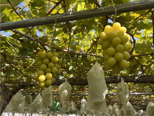 麝香葡萄採摘前会套上遮光罩，防止虫害及变色。（吴奕萱摄）
