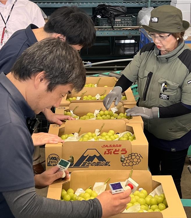  麝香葡萄包装前会依据外型、甜度测试拣选，分为特秀、赤秀、青秀、秀共4种等级，以特秀为最高评价。（吴奕萱摄）