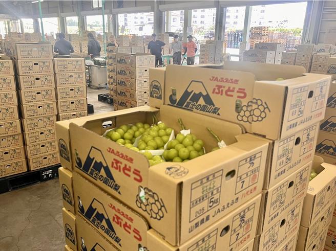 今年麝香葡萄因受日本颱风、国内需求增加影响，价格不比去年便宜，但仍是消费者易入手的价格，350g最低不到500元。（吴奕萱摄）