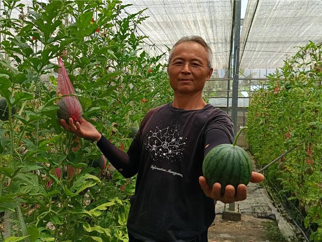 杨志宏喜食西瓜，约在3年前开始尝试种植小西瓜，一株一果直立式栽培、巴掌大小西瓜颠覆刻板印象。（叶静美摄）