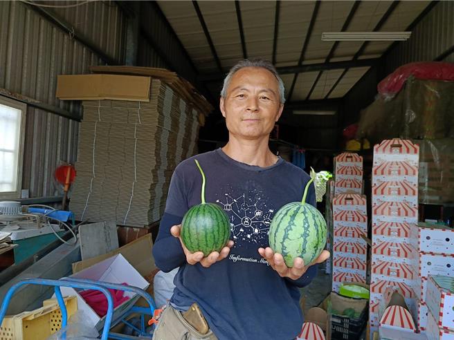 杨志宏种植小西瓜，左手边为日本品种「黑皮」小西瓜、右手边为台湾品种「炮弹」小西瓜。（叶静美摄）