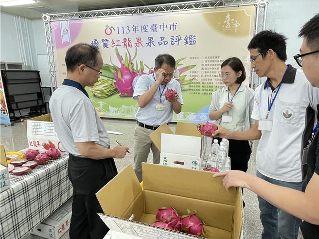 外埔區農會於10日舉行「113年度台中市優質紅龍果評鑑活動」，此次評鑑為白肉種紅龍果，今年共60組產銷班農民報名參賽。（台中市政府提供／張妍溱台中傳真）